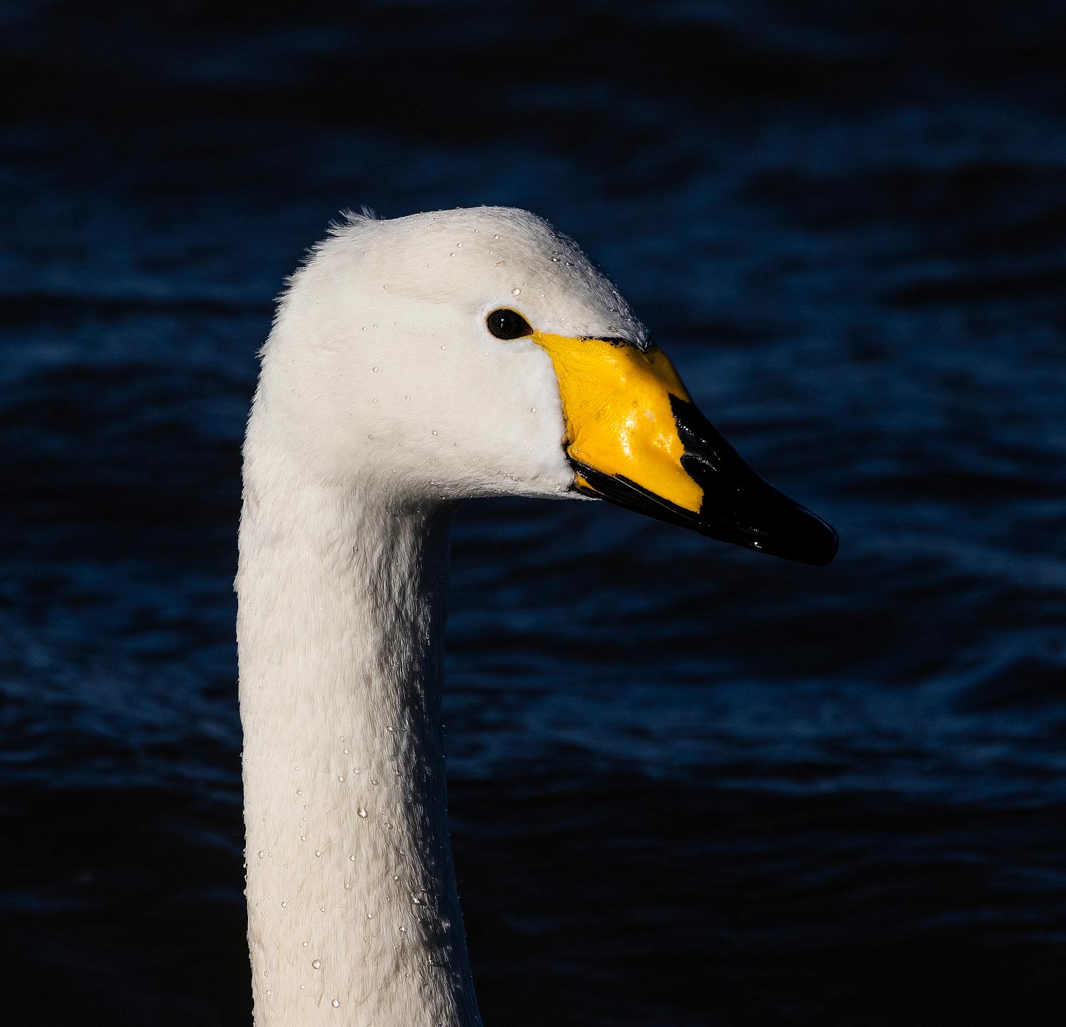 Whooper-Swan116