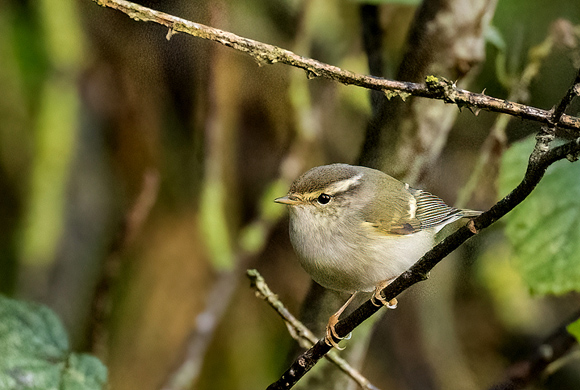 Yellow-browed-Warbler07
